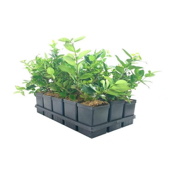Ligustrum Waxleaf Privet - 1 Live Quart Size Plant - Blooming Evergreen Privacy Hedge