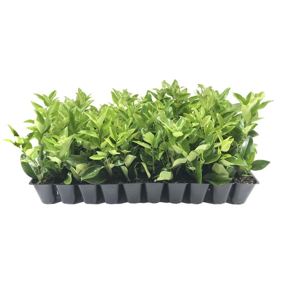 Ligustrum Waxleaf Privet - 10 Live Plants 2" Pot Size - Evergreen Privacy Hedge