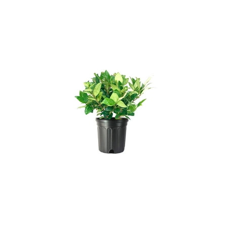 Ligustrum Waxleaf Privet 3 Large Gallon Size Plants Blooming Evergreen Tree Privacy Hedge