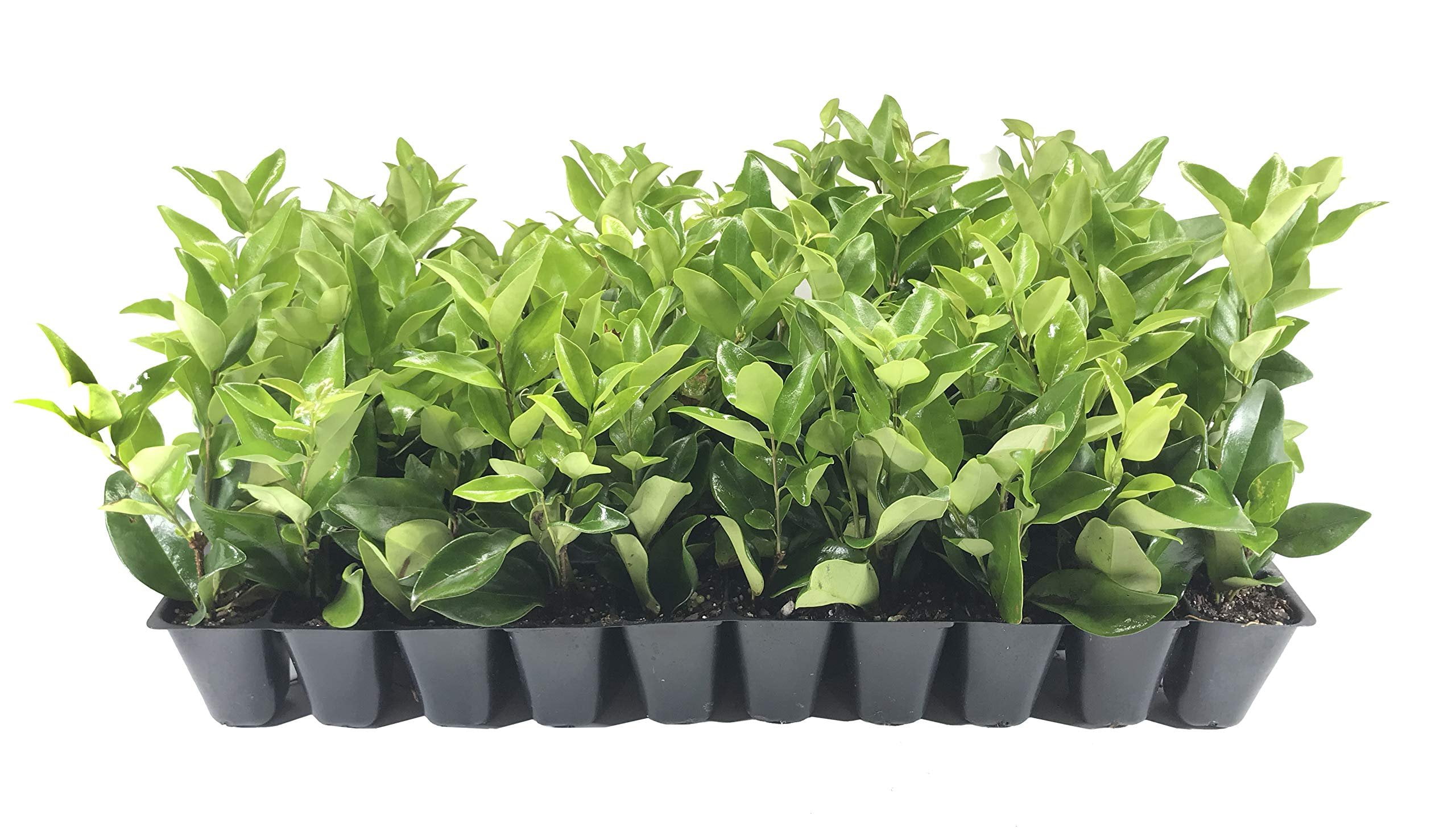 Ligustrum Waxleaf Privet - 3 Live Plants 2" Pot Size - Evergreen Privacy Hedge