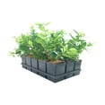thumbnail image 1 of Ligustrum Waxleaf Privet - 3 Live Quart Size Plants - Blooming Evergreen Privacy Hedge, 1 of 9