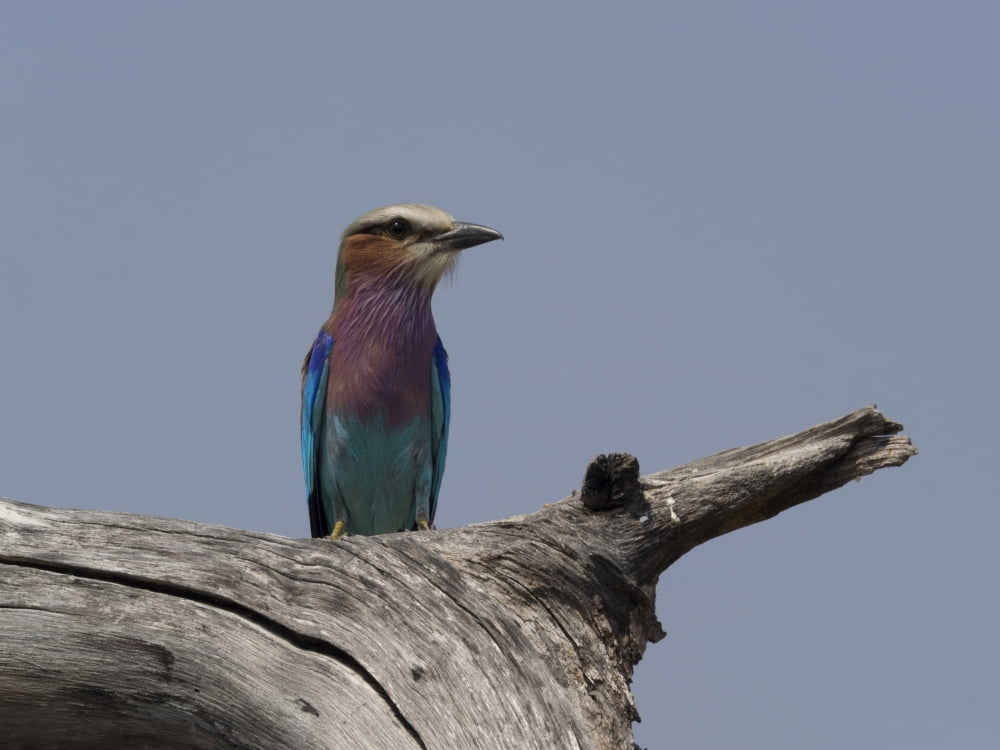 Lilac-Breasted Roller (Coracias caudatus) perching on a branch Okavango Delta Ngamiland Botswana Canvas Art - Panoramic Images (12 x 16)