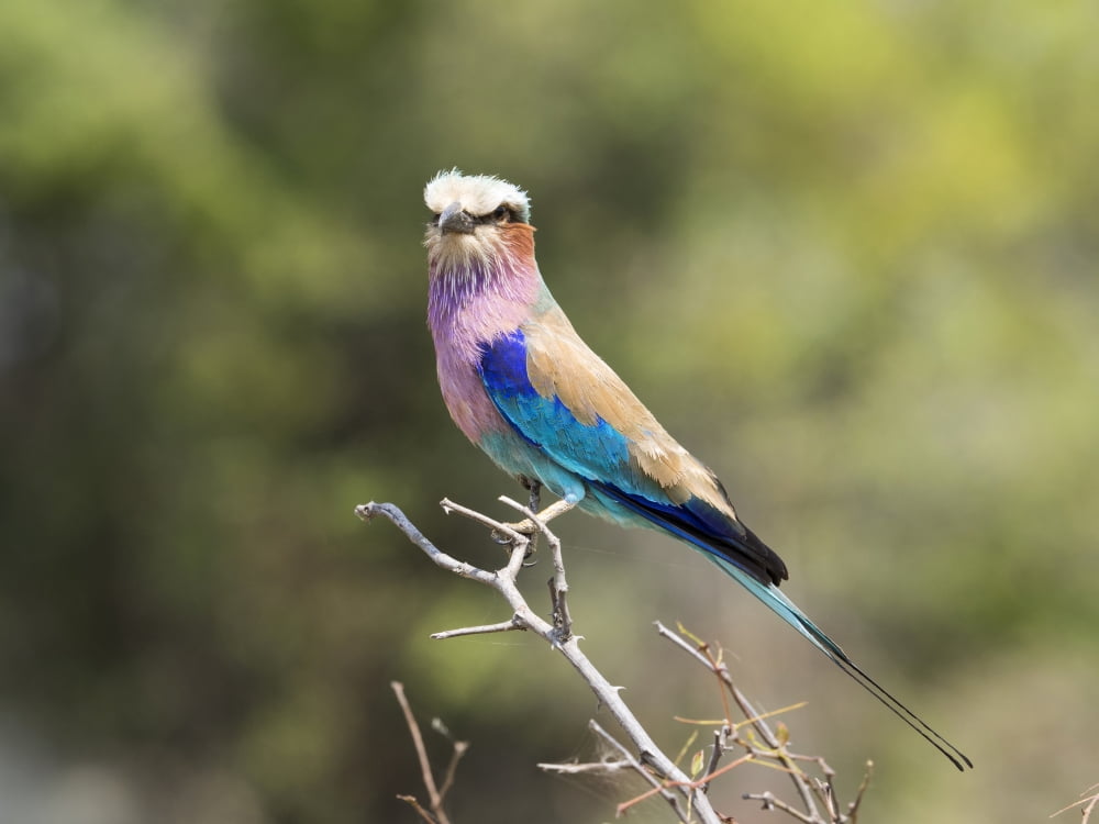 Lilac-Breasted Roller (Coracias caudatus) perching on a branch Okavango Delta Ngamiland Botswana Canvas Art - Panoramic Images (12 x 16)