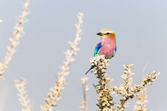 Lilac Breasted Roller I Canvas Art - Beth Wold (24 x 36)