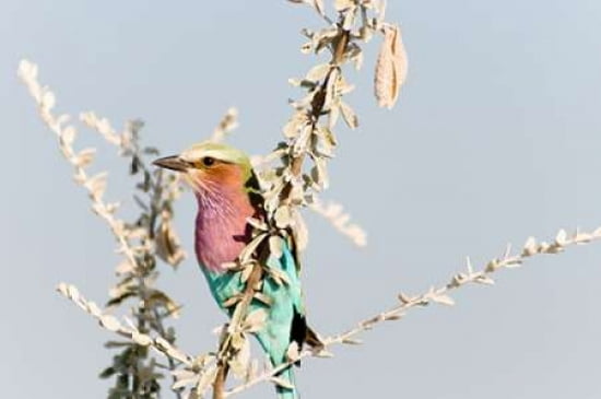 Lilac Breasted Roller II Canvas Art - Beth Wold (12 x 18)