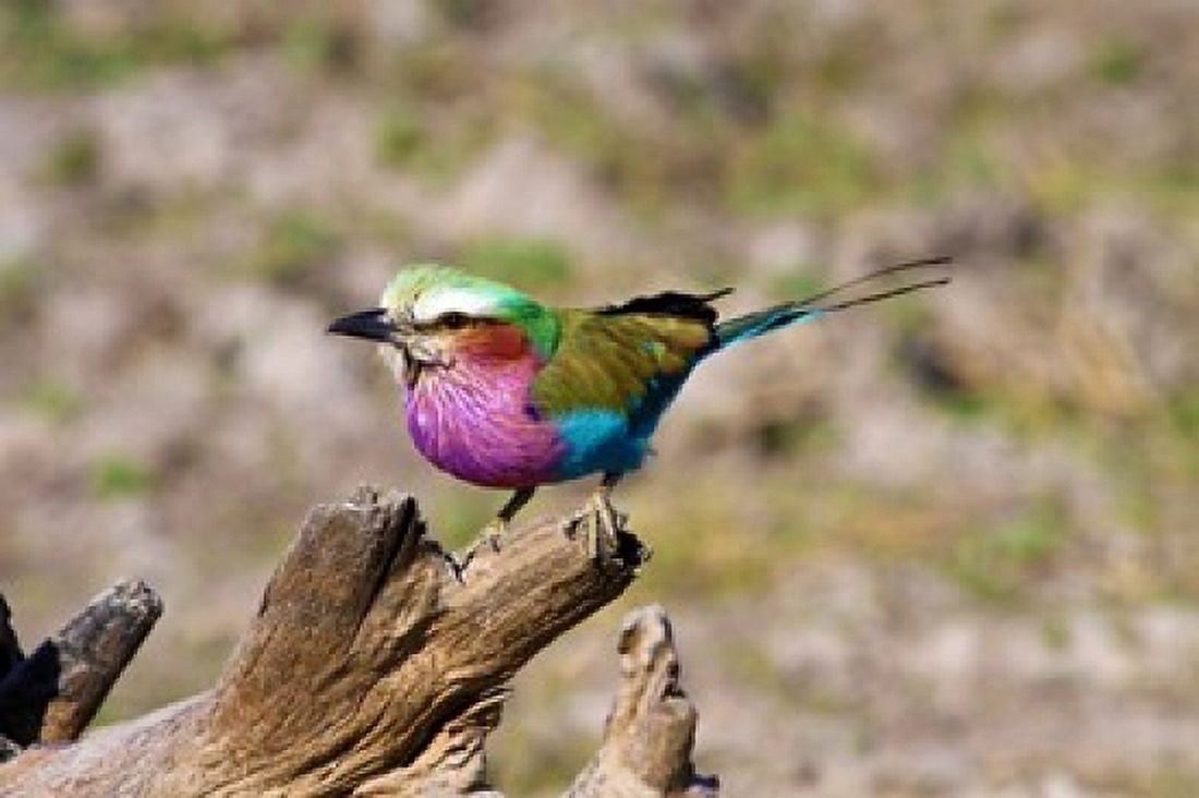 Lilac Breasted Roller Kruger National Park South Africa Canvas Art - Miva Stock  DanitaDelimont (32 x 22)