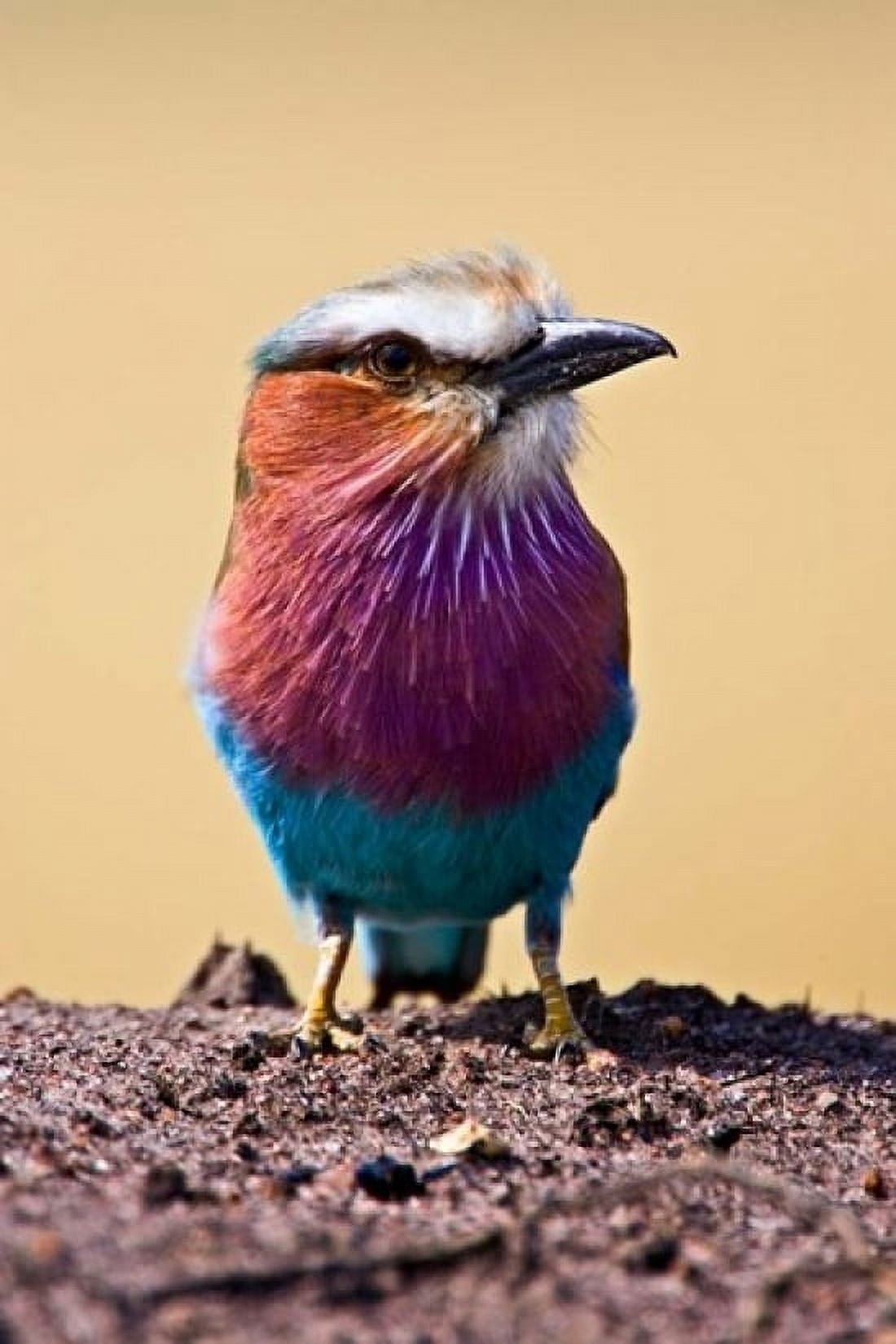 Lilac-Breasted Roller Maasai Mara Kenya Canvas Art - Joe Restuccia III DanitaDelimont (11 x 17)