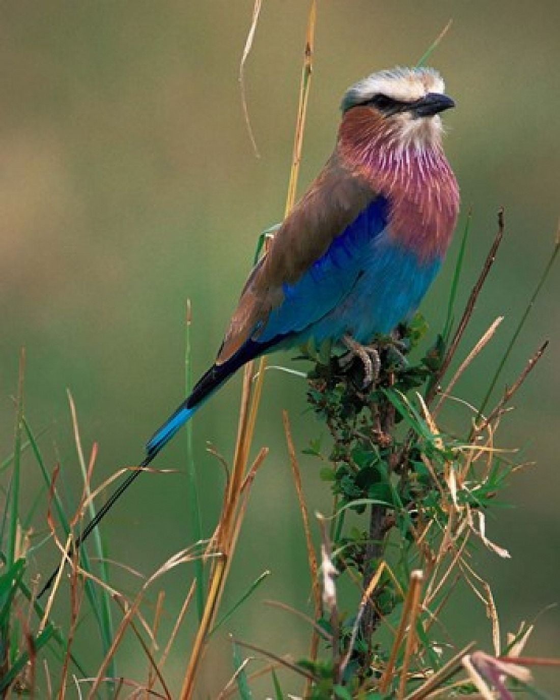Lilac Breasted Roller Masai Mara Kenya Canvas Art - Dee Ann Pederson DanitaDelimont (27 x 34)