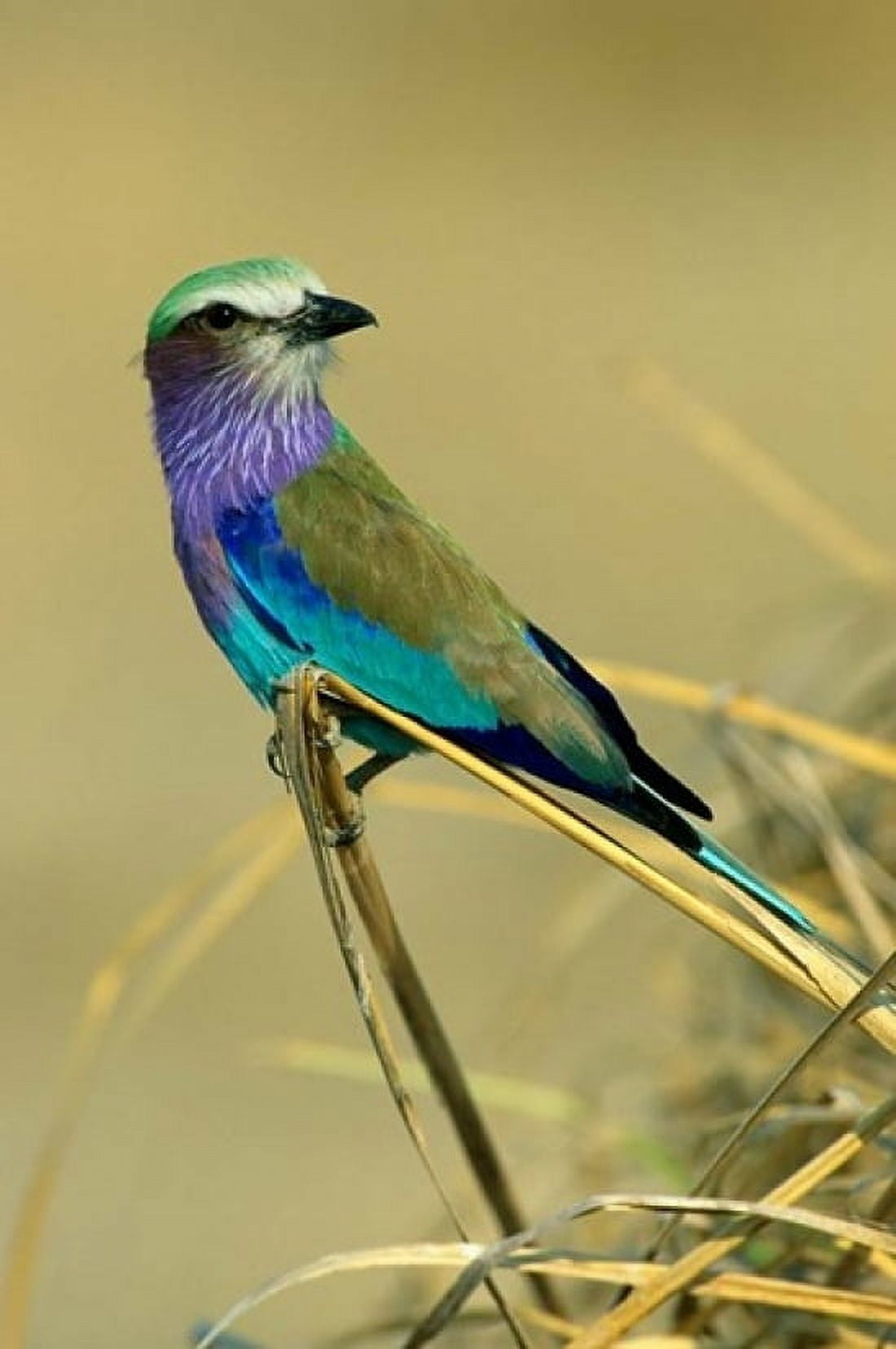 Lilac-Breasted Roller bird Mana Pools NP Zimbabwe Canvas Art - Kevin Schafer DanitaDelimont (12 x 17)