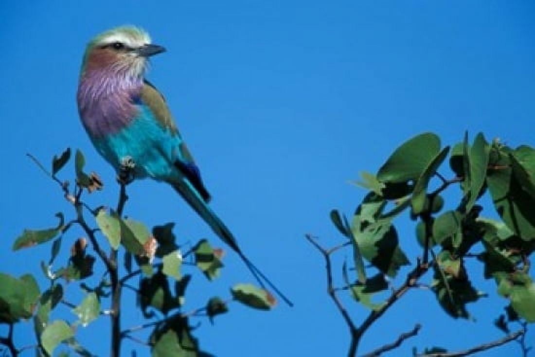 Lilac-Breasted Roller in Savuti Marsh Chobe National Park Botswana Canvas Art - Paul Souders DanitaDelimont (24 x 15)