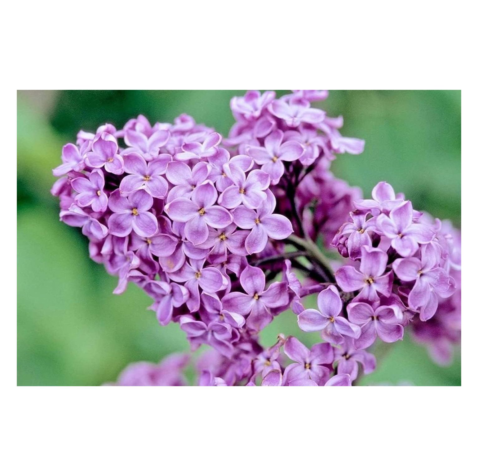 Set Of 2 Purple Lilac Bushes - 1-2 Feet Tall Live Plants, Fragrant Syringa Shrubs For Planting