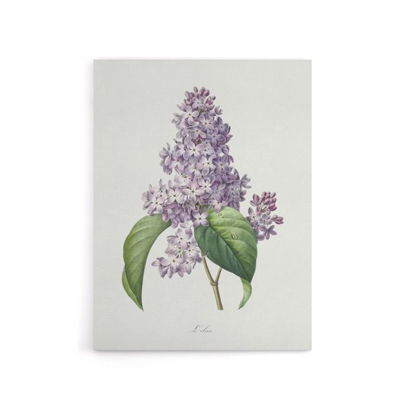 Lilac Floral Illustration Redoute Vintage Canvas Wall Art 12X16"