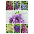Lilac Seeds Perennial Flower DHF10 Garden Tree Bush Shrub Seeds 75