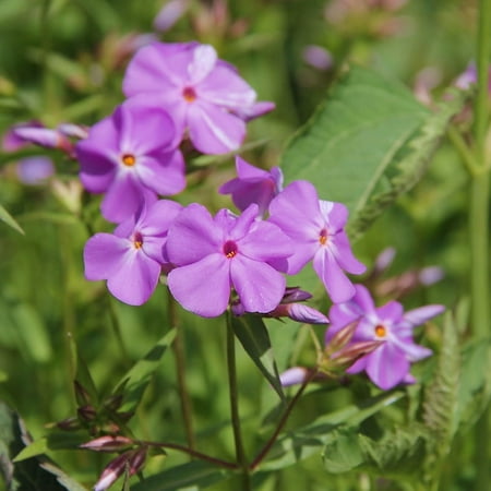 Lilac Time Tall Phlox Flower Bulbs - Pleasantly Scented - Attracts Butterflies and Hummingbirds - Good as Cut Flowers - Naturalizing - Perennializing - Easy to Grow Live Plants - Outdoor Garden