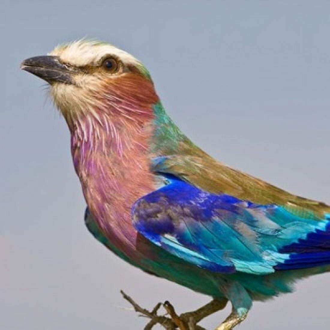 Lilac-breasted Roller Bird Canvas Art - Ralph H Bendjebar DanitaDelimont (34 x 34)