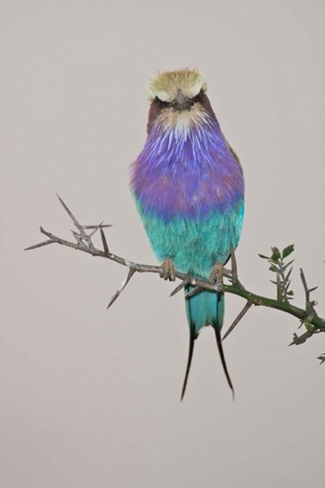 Lilac-breasted Roller Bird pirched on a twig Canvas Art - Ralph H Bendjebar DanitaDelimont (23 x 34)