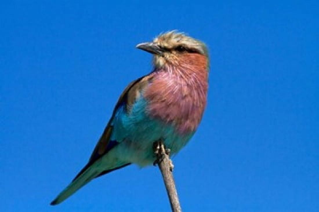 Lilac-breasted Roller Hwange National Park Zimbabwe Africa Canvas Art - David Wall DanitaDelimont (35 x 24)