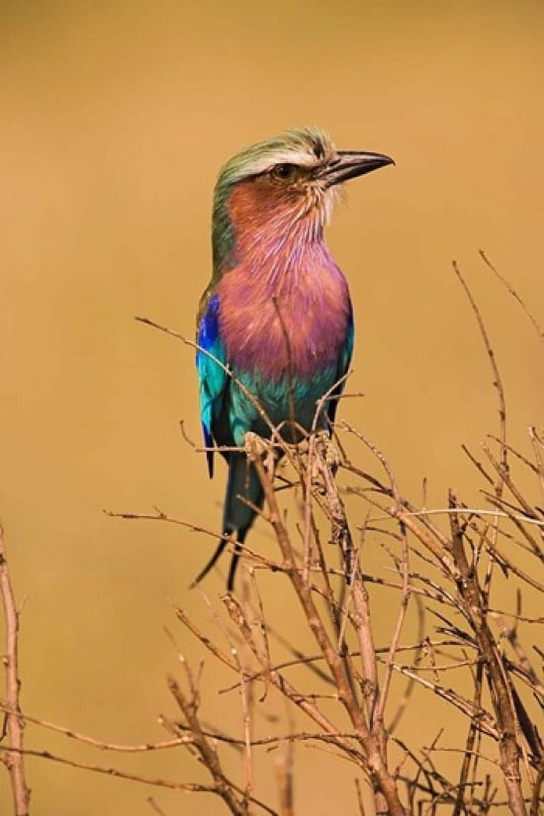 Lilac-breasted Roller Masai Mara Game Reserve Kenya Canvas Art - Adam Jones DanitaDelimont (12 x 17)