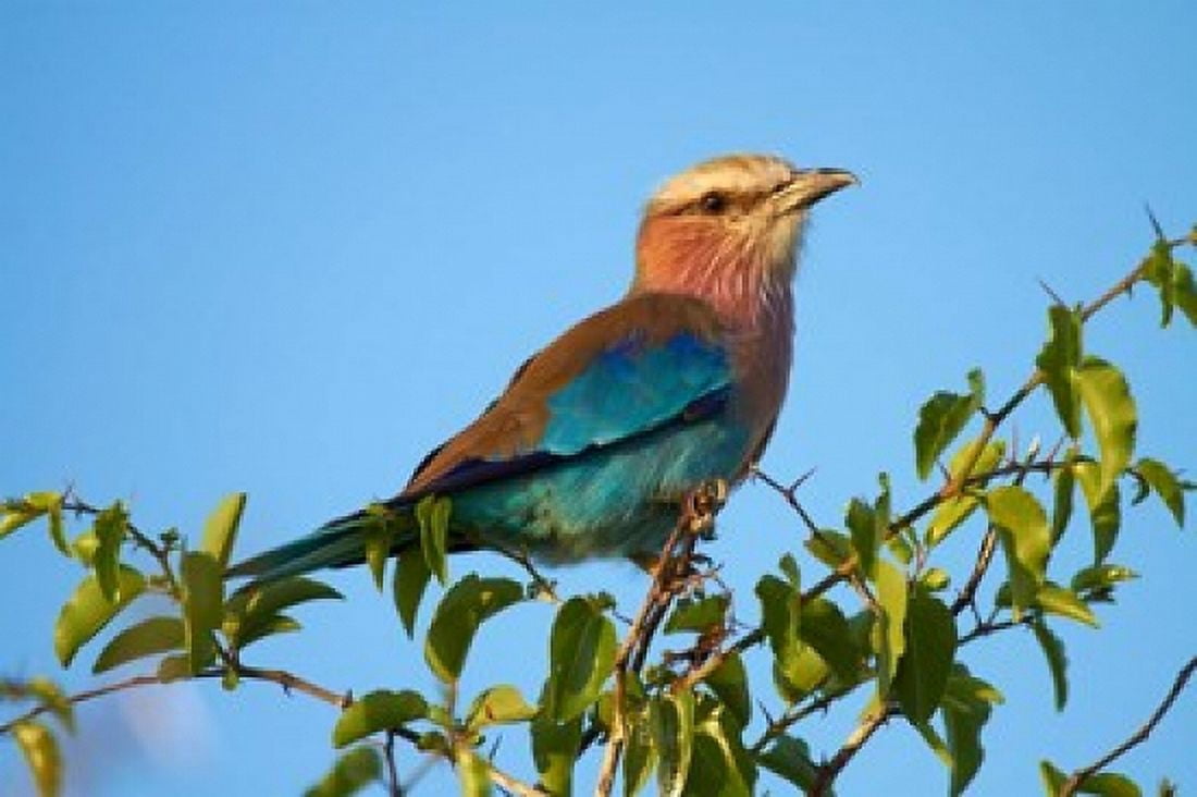 Lilac-breasted Roller Nxai Pan National Park Botswana Africa Canvas Art - David Wall DanitaDelimont (35 x 24)