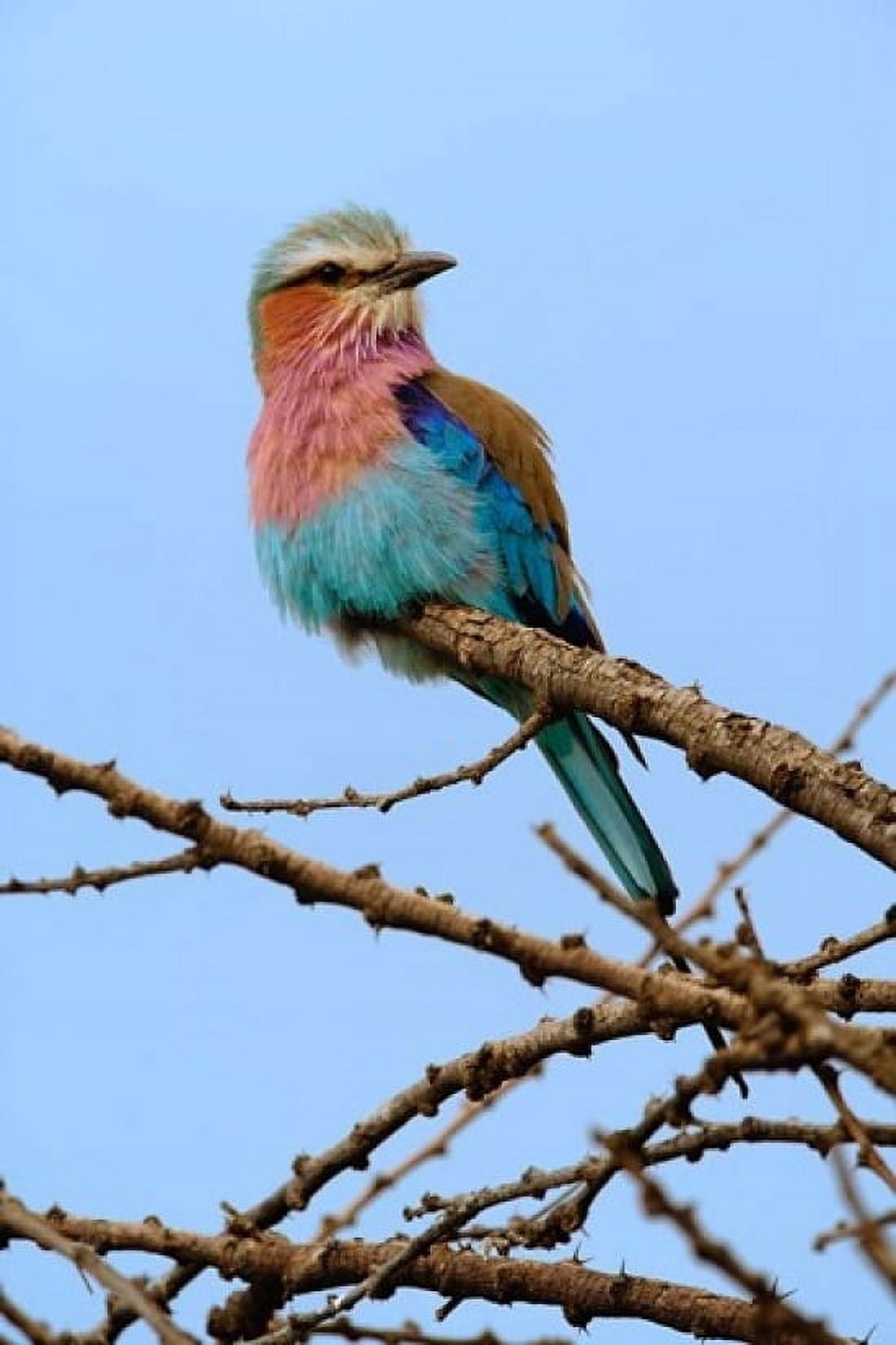 Lilac breasted Roller Serengeti National Park Tanzania Canvas Art - Adam Jones DanitaDelimont (11 x 17)