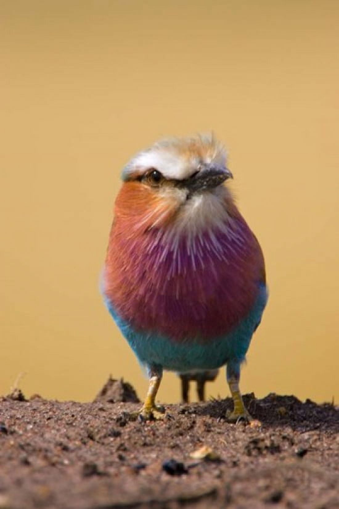 Lilac-breasted Roller bird Maasai Mara Kenya Canvas Art - Joe Restuccia III DanitaDelimont (25 x 38)