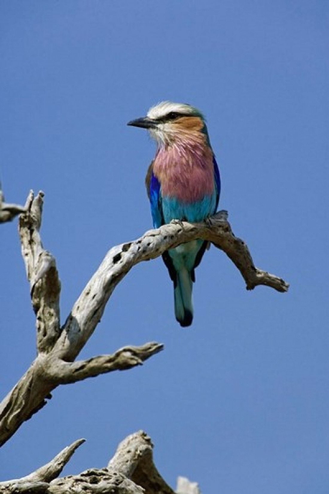 Lilac breasted Roller bird Masai Mara Kenya Canvas Art - Adam Jones DanitaDelimont (12 x 17)