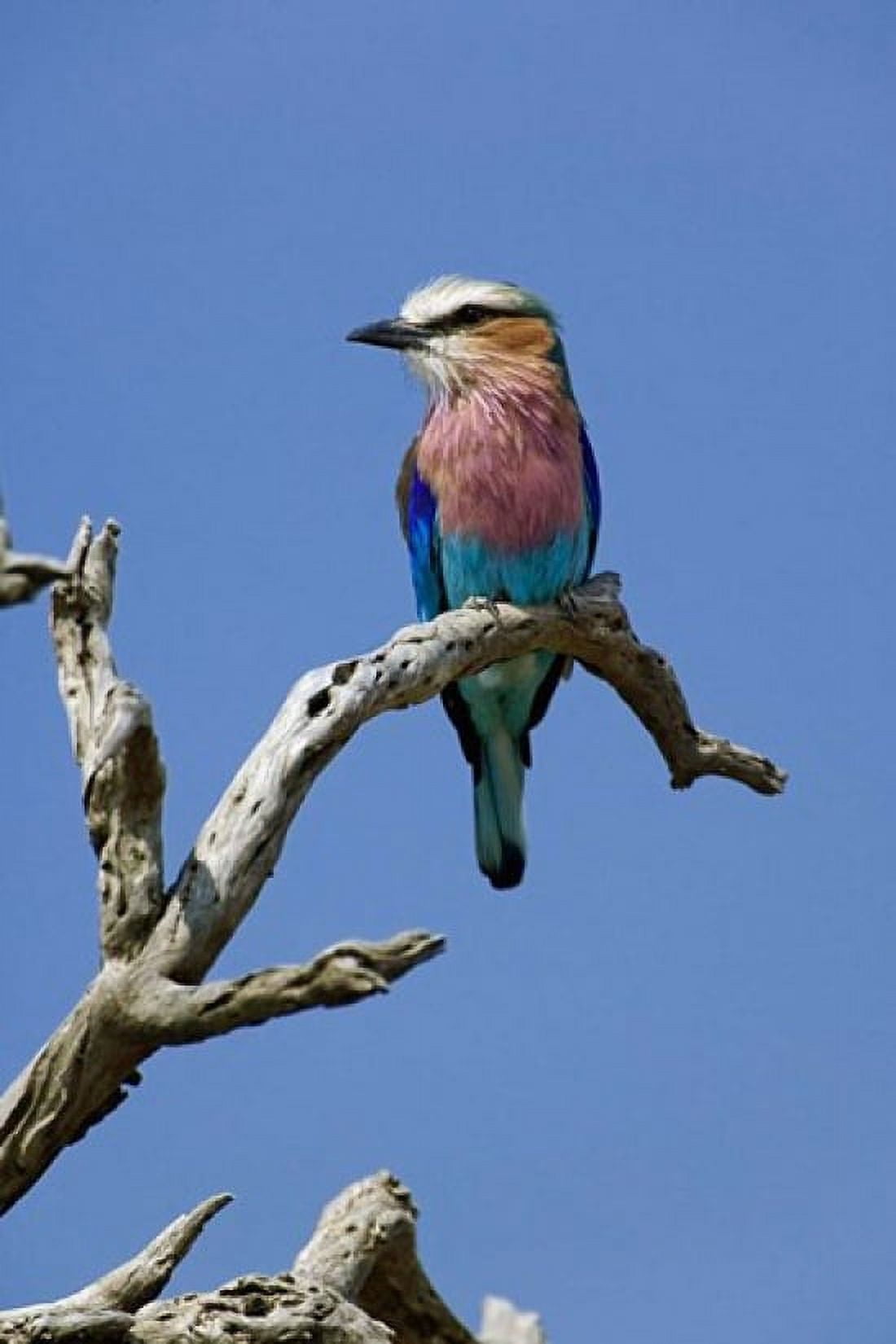 Lilac breasted Roller bird Masai Mara Kenya Canvas Art - Adam Jones DanitaDelimont (24 x 35)