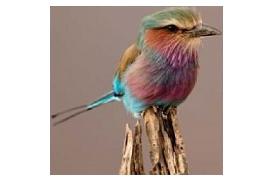 Lilac breasted Roller bird Samburu Game Reserve Kenya Canvas Art - Adam Jones DanitaDelimont (24 x 15)