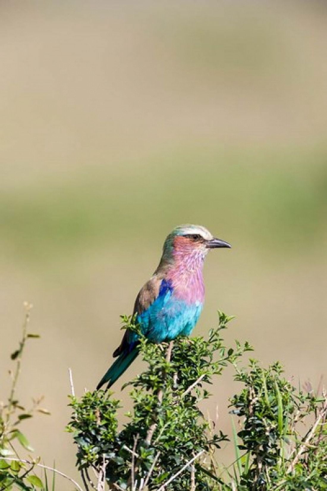 Lilac-breasted Roller sitting on a bush in the Maasai Mara Kenya Canvas Art - Martin Zwick DanitaDelimont (17 x 25)