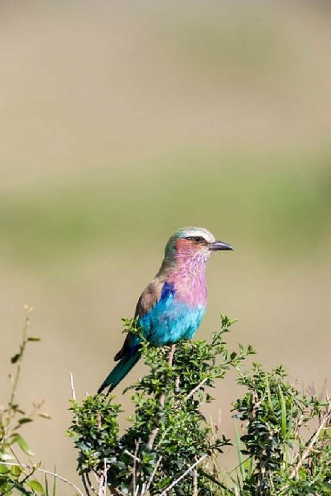 Lilac-breasted Roller sitting on a bush in the Maasai Mara Kenya Canvas Art - Martin Zwick DanitaDelimont (24 x 36)