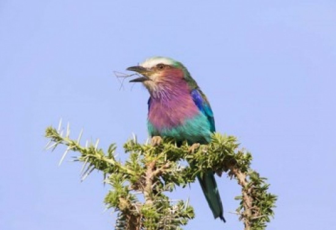 Lilac-breasted Roller with a walking stick insect Serengeti Tanzania Canvas Art - Charles Sleicher DanitaDelimont (19 x 13)