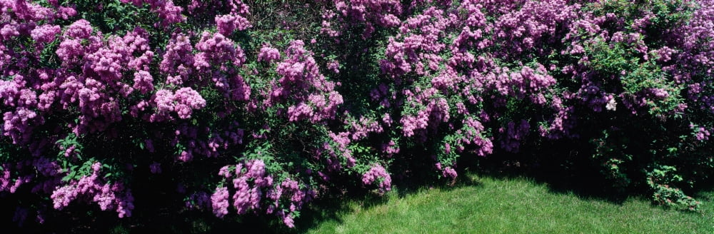 Lilac flowers in a garden Grand Rapids Michigan USA Canvas Art - Panoramic Images (27 x 9)