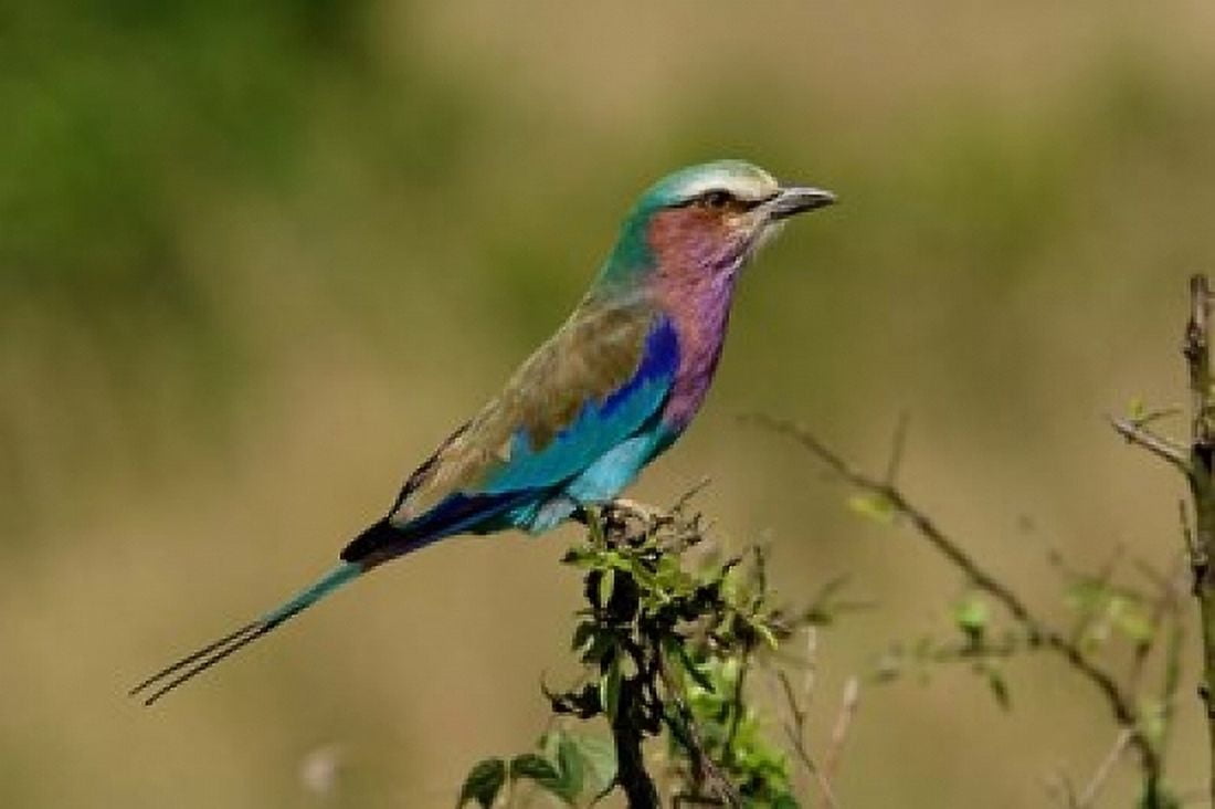 Lilacbreasted Roller bird Kenya Canvas Art - Adam Jones DanitaDelimont (24 x 15)
