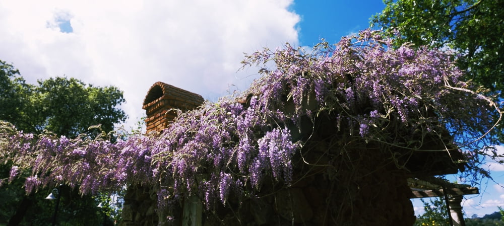 Lilacs flowers at Kuleto Estates Winery St Helena Napa County California USA Canvas Art - Panoramic Images (12 x 27)