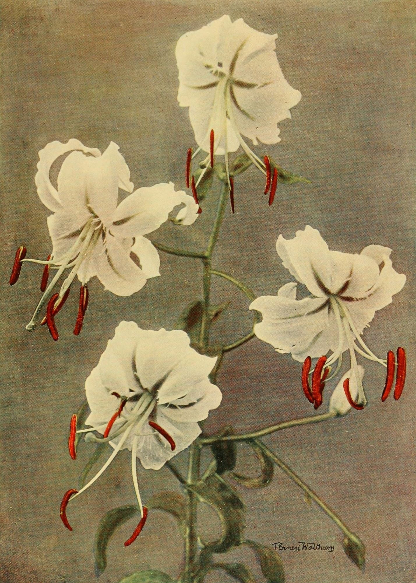 Lilies 1910 Lily Canvas Art - T Ernest Waltham (24 x 36)