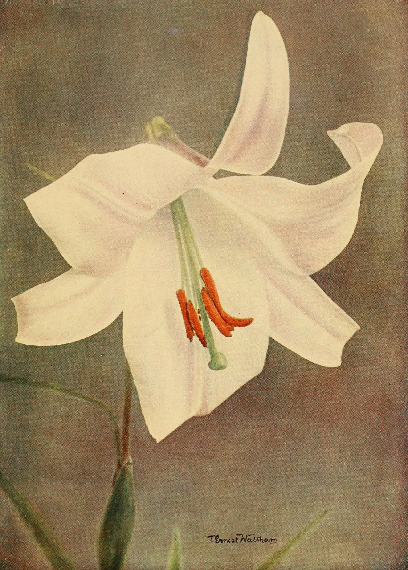 Lilies 1910 Lily Krameri Canvas Art - T Ernest Waltham (24 x 36)
