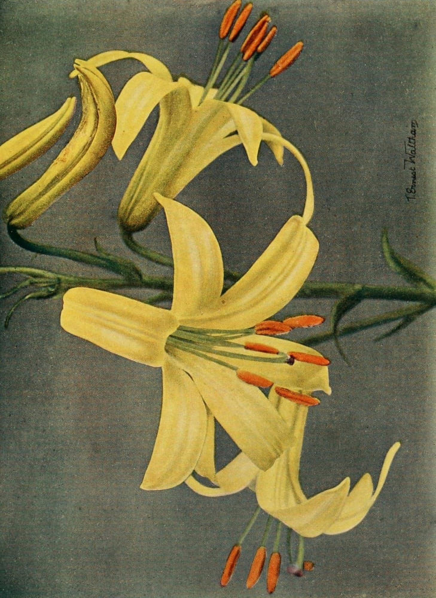 Lilies 1910 Lily Parryi Canvas Art - T Ernest Waltham (18 x 24)