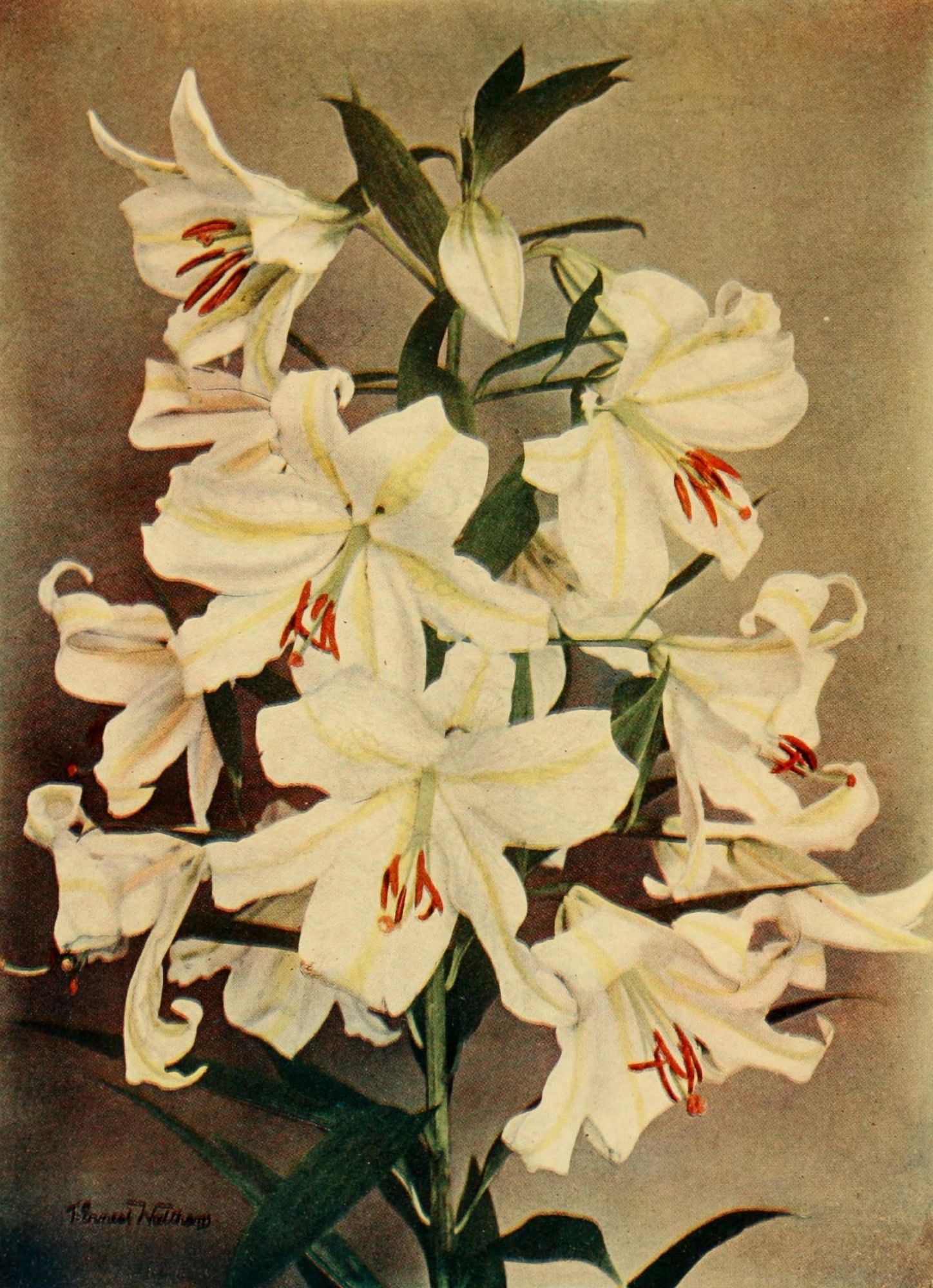 Lilies 1910 Macranthum Canvas Art - T Ernest Waltham (18 x 24)