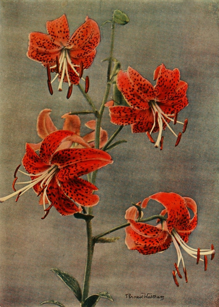 Lilies 1910 Maximowiczii Canvas Art - T Ernest Waltham (24 x 36)