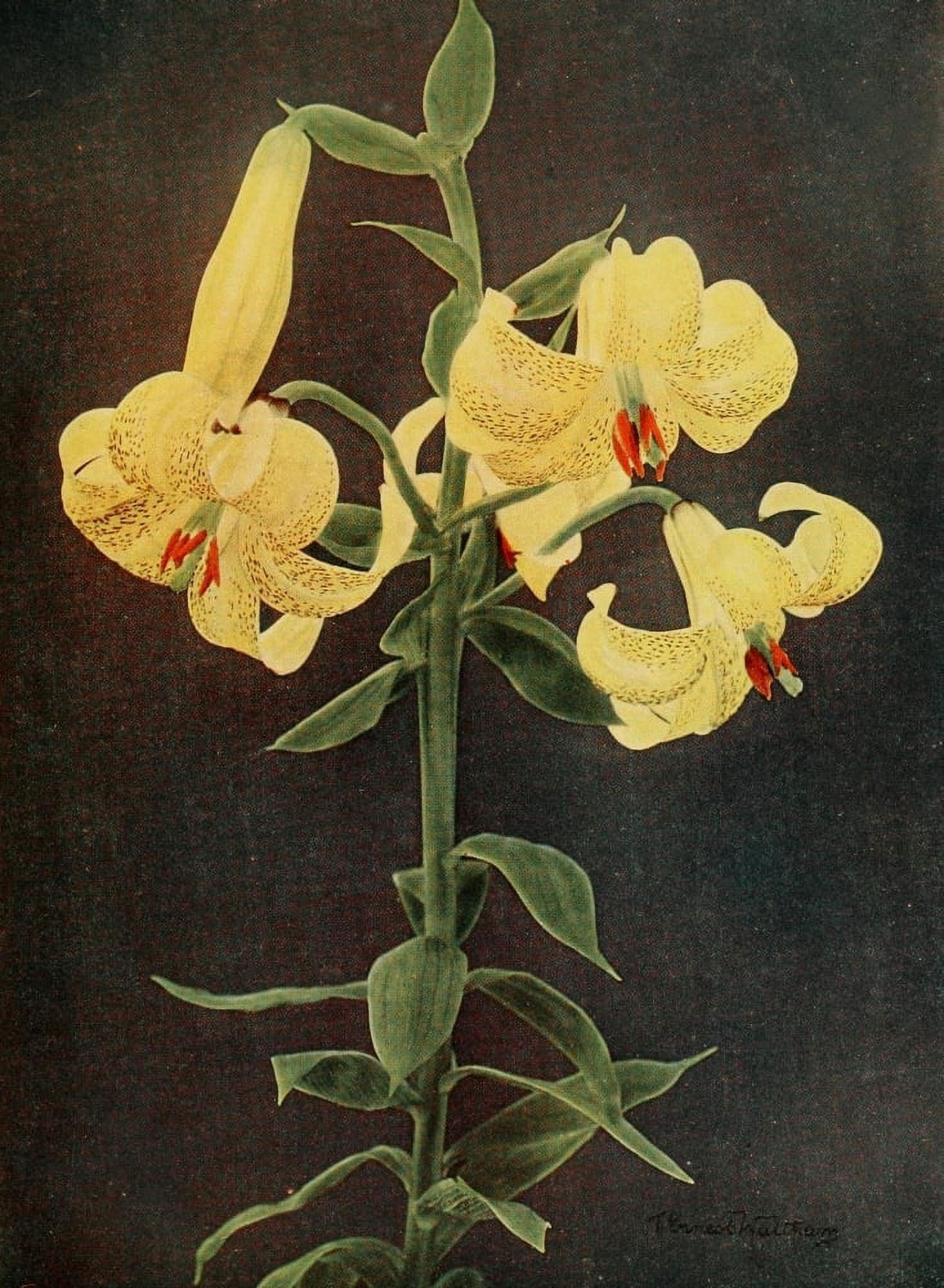 Lilies 1910 Monadelphum Canvas Art - T Ernest Waltham (18 x 24)