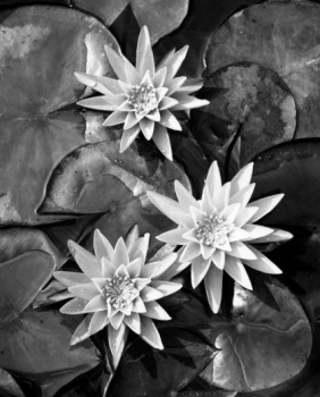 Lilies Canvas Art -  (18 x 24)