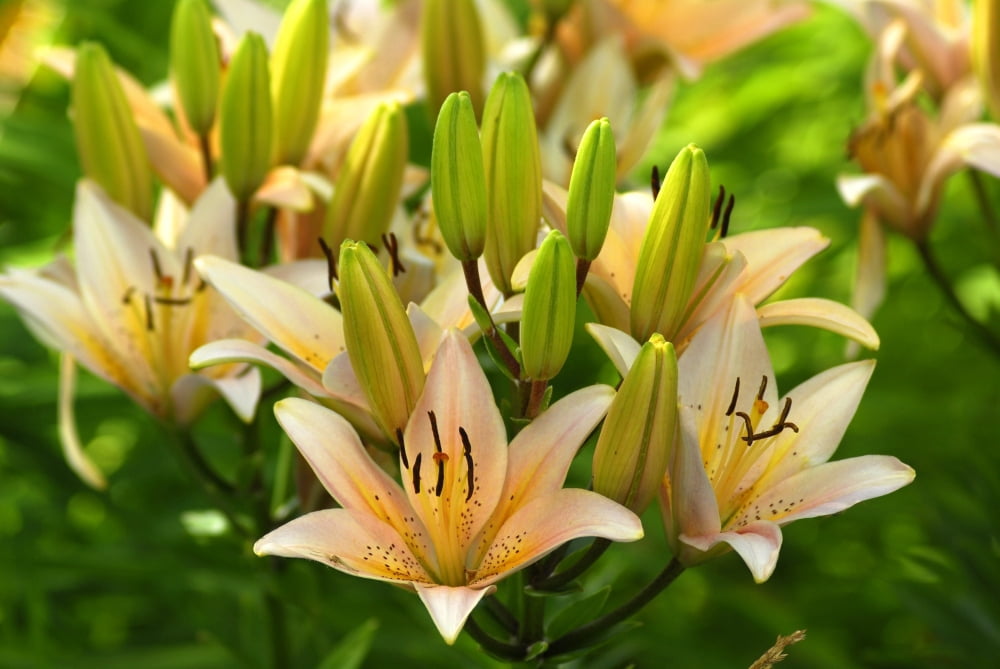 Lilies Canvas Art - Doug Ohman (24 x 17)