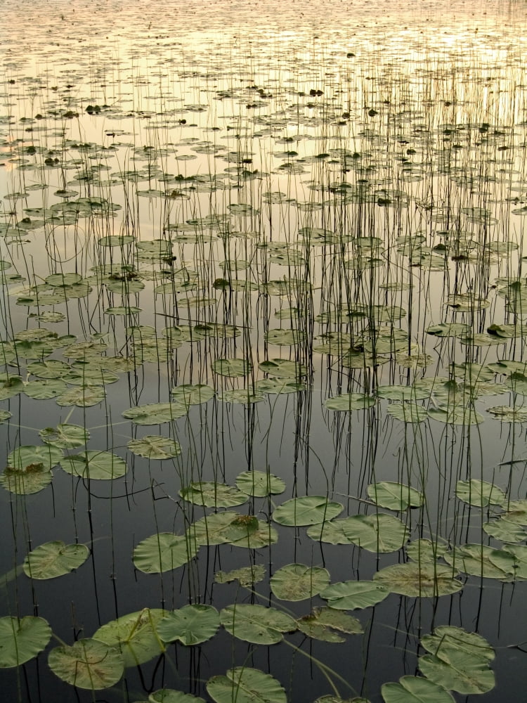 Lilies On Deadman Lake Sunset Tetlin Nwr Sc Ak Summer Canvas Art - Gina Bringman Design Pics (12 x 16)