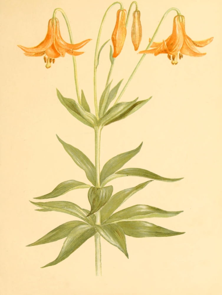 Lilies & Orchids 1906 Canada Lily Canvas Art - Rosina C Boardman (18 x 24)