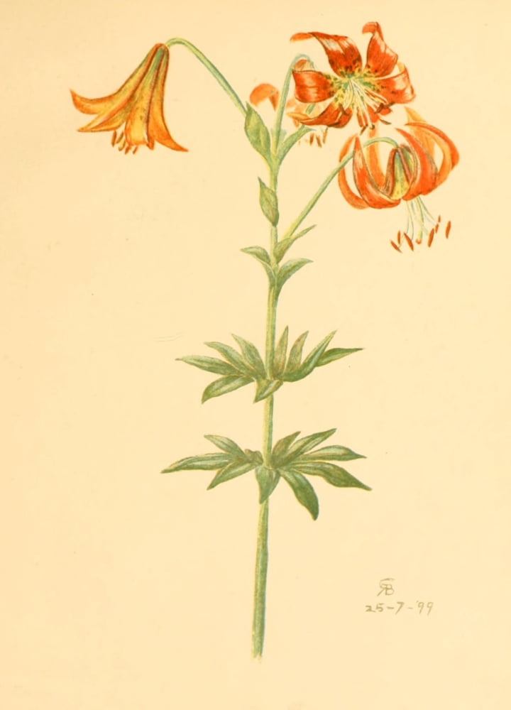 Lilies & Orchids 1906 Turks Cap Lily Canvas Art - Rosina C Boardman (24 x 36)