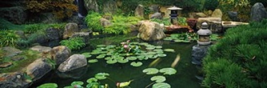Lilies in a pond at Japanese Garden University of California Los Angeles California USA Canvas Art - Panoramic Images (36 x 12)