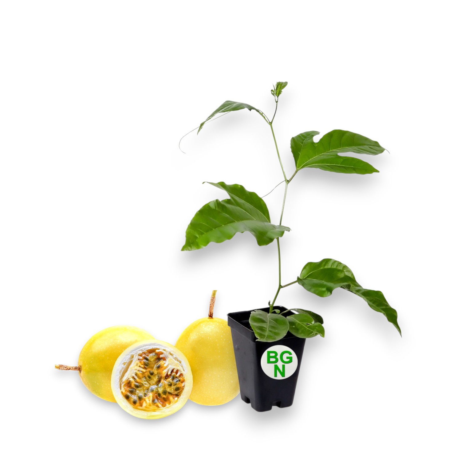 gooseberry plant buy Invicta Gooseberry Plant – EVERGREEN