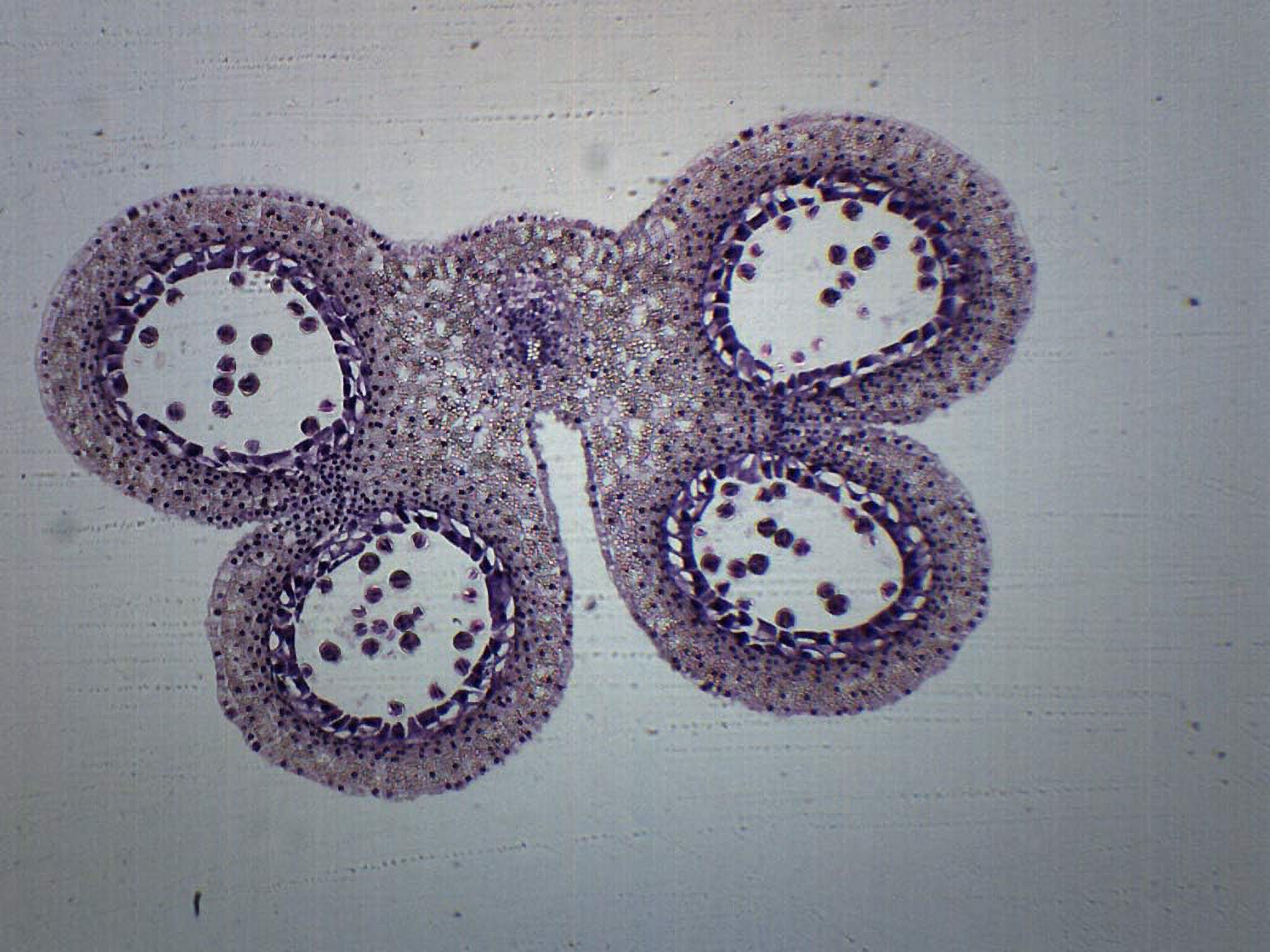 Lilium Anther, 1St Meiotic Division Prepared Microscope Slide 75 X