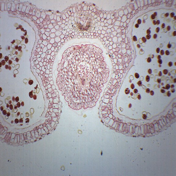 Lilium Anther - Cross Section - Prepared Microscope Slide - 75 x 25mm - Biology & Microscopy - Eisco Labs