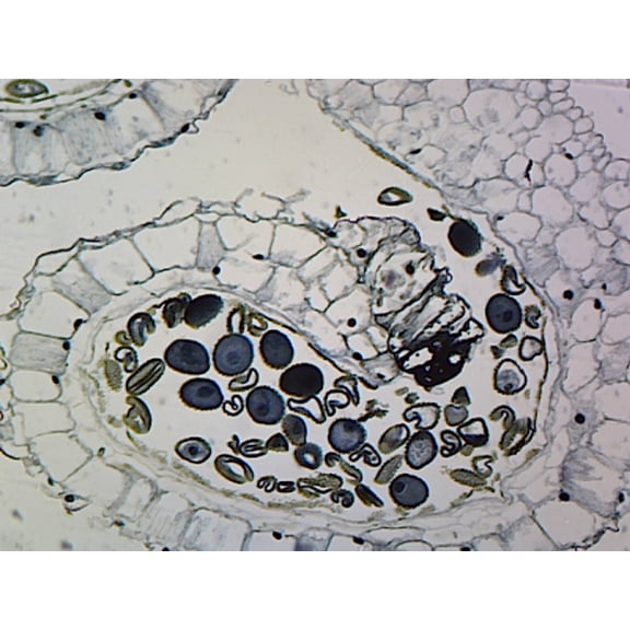 Microscope Slide Prepared - Lilium Anther, Showing Mature Pollen Grains; Cross Section